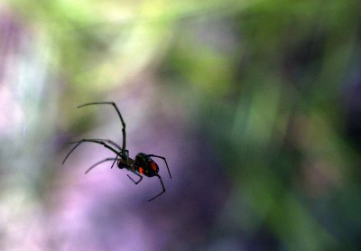 Orchard Spider