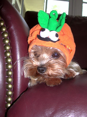 Pumpkin for Halloween