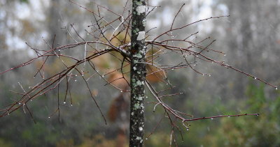 Winter Tree