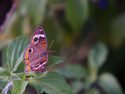 1024DSC07231.jpg
