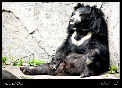 Frankfurt Zoo