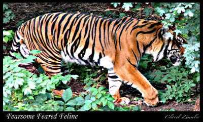 First Tiger Sighting