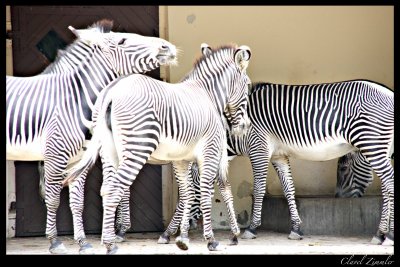 First Zebra Sighting