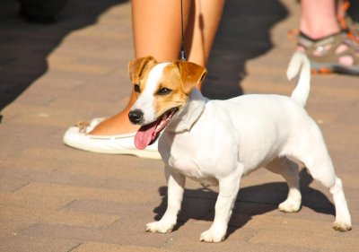 my future Jack Russell