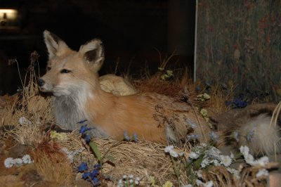 Red Fox - Buffalo Bill Historical Center