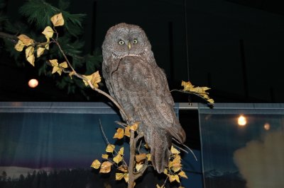 Owl - BBHC