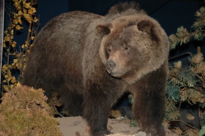 Grizzly - BBHC
