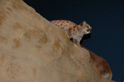 Mountain Lion Cub - BBHC