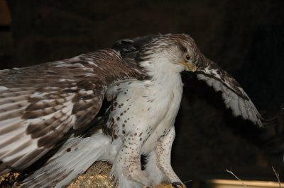 Hawk - BBHC