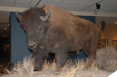 Bison - BBHC