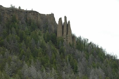Wyoming Cypress Knees