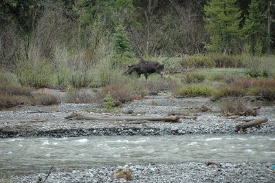 First Moose