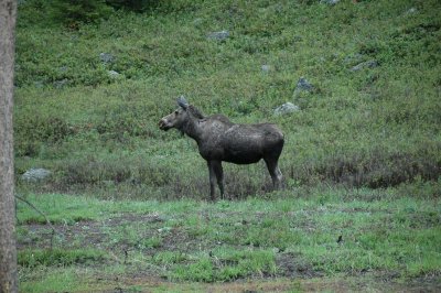 Immature Moose