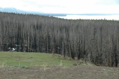 Burned Spruce at Yellowstone Lake