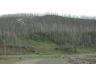 2003 Forest Fire