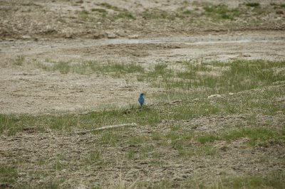 Western Blue Bird (unedited)