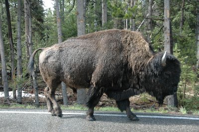 Bison Sharing His Road