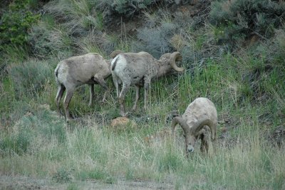 Bighorn Sheep