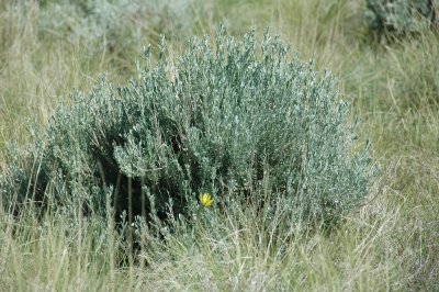Sagebrush