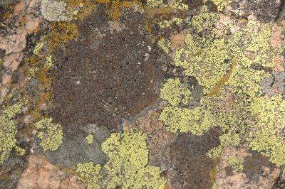 Lichen