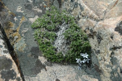 Tiny Wreath