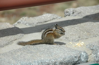 Chipmonk at the Vista