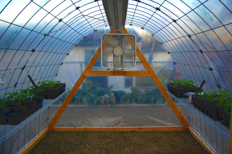 Greenhouse Tomatoes