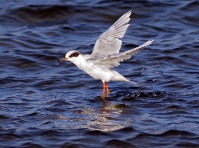 Forster's Tern, Bodega Bay, CA