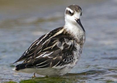 Red-necked Phalarope