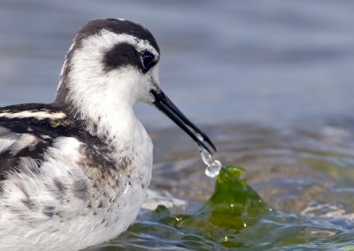 Red-necked Phalarope, Bodega Bay, CA