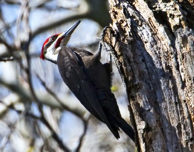 Pileated Woodpecker