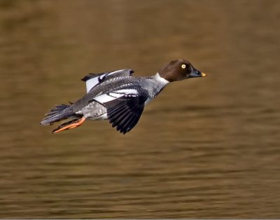 Goldeneye