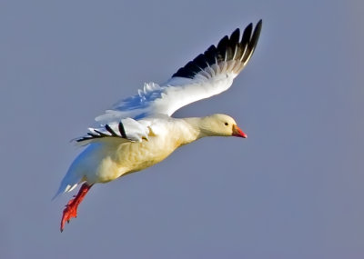 Snow Goose