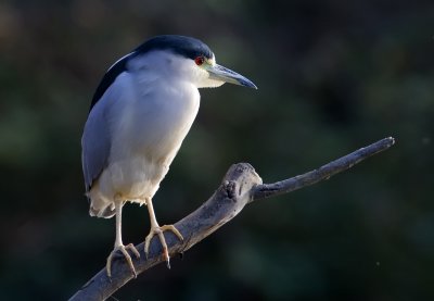 Black-crowned Night Heron, Woodland, CA
