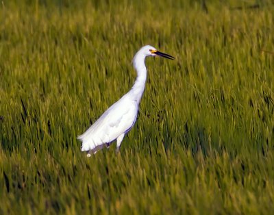 Snowy Egret, Fazio Yolo Wildlife Area, CA