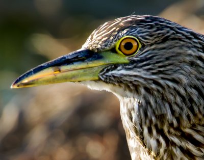 Black-crowned Night Heron Juvenile, Yolo WIldlife Area, CA