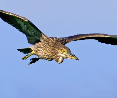 Black-crowned Night Heron Juvenile, Yolo WIldlife Area, CA