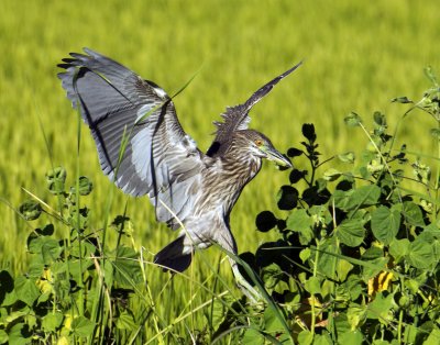 Black-crowned Night Heron Juvenile, Yolo WIldlife Area, CA