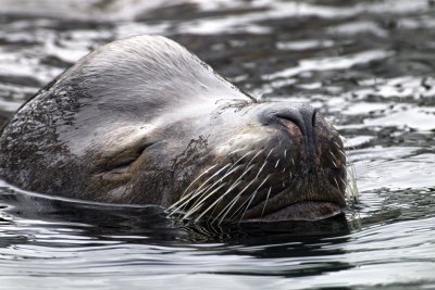 Sea Lion, Bodega Bay, CA