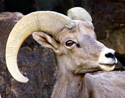 Big Horned Sheep, Lake Mead, AZ