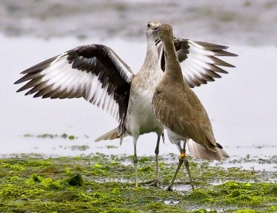 Willet