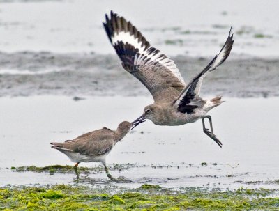 Willets, Bodega Bay, CA