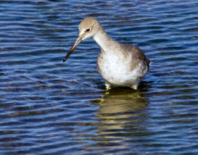 Willet, Bodega Bay, CA