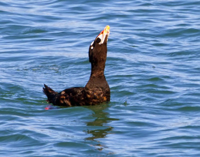 Surf Scoter, Bodega Bay, CA