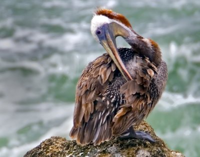 Brown Pelican