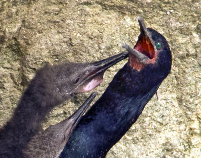 Cormorant and Chicks, Bodega Bay, CA