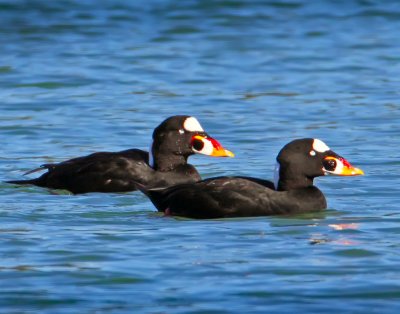 Surf Scoters, Bodega Bay, CA