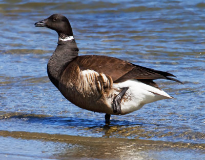 Brant