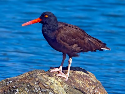 Black Oystercatcher, Bodega Bay, CA
