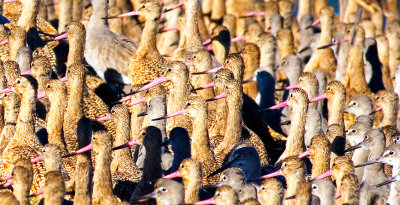 Godwits and Willets, Bodega Bay, CA